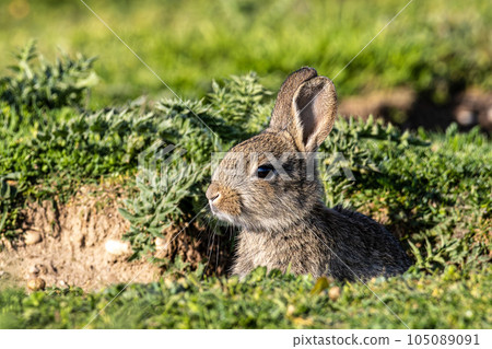 European rabbit, Common rabbit, Oryctolagus cuniculus sitting on a meadow at Munich European rabbit, Common rabbit, Oryctolagus cuniculus sitting on a meadow at Munich 105089091