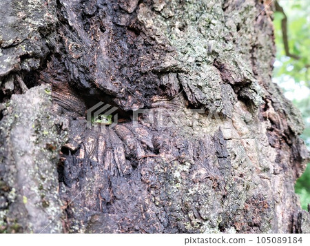 樹洞裡一隻可愛的樹蛙 105089184