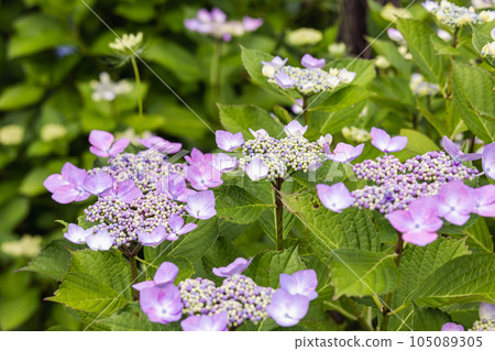 Hydrangea hydrangea (Gaku Hydrangea), a decorative flower like a picture frame in a small flower Hydrangea hydrangea (Gaku Hydrangea), a decorative flower like a picture frame in a small flower 105089305