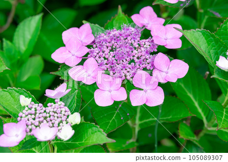 Hydrangea hydrangea (Gaku Hydrangea), a decorative flower like a picture frame in a small flower Hydrangea hydrangea (Gaku Hydrangea), a decorative flower like a picture frame in a small flower 105089307
