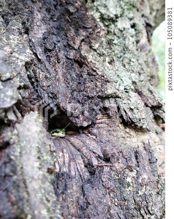 A cute tree frog in a tree hole A cute tree frog in a tree hole 105089381