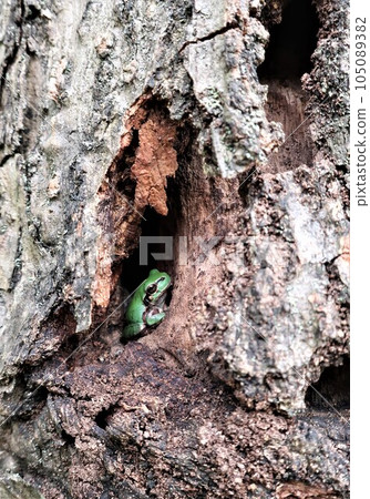 A cute tree frog in a tree hole A cute tree frog in a tree hole 105089382