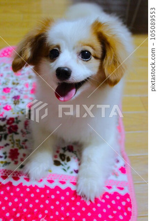 cute white dog cute white dog 105089553