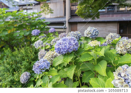 Kyoto Shirakawa Minamidori (Gion Shirakawa) Hydrangea blooming along the river Fresh green season 105089713
