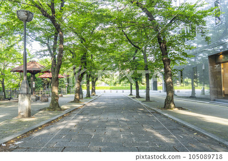 Kyoto Gion Shirakawa Shirakawa Minami Dori Tunnel of fresh greenery Kyoto Gion Shirakawa Shirakawa Minami Dori Tunnel of fresh greenery 105089718