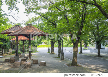 Kyoto Gion Shirakawa Shirakawa Minami Dori Tunnel of fresh greenery Kyoto Gion Shirakawa Shirakawa Minami Dori Tunnel of fresh greenery 105089719