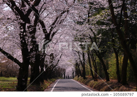Naegashima-cho, Maebashi City, Gunma Prefecture A tunnel of cherry blossoms stretching as far as the eye can see along the Someiyoshino cherry trees in full bloom on the south side of Akagi 105089797