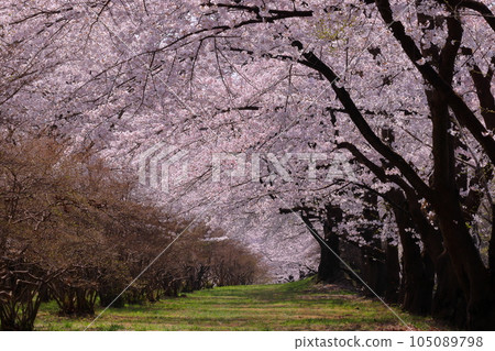 Naegashima-cho, Maebashi City, Gunma Prefecture A tunnel of cherry blossoms stretching as far as the eye can see along the Someiyoshino cherry trees in full bloom on the south side of Akagi 105089798