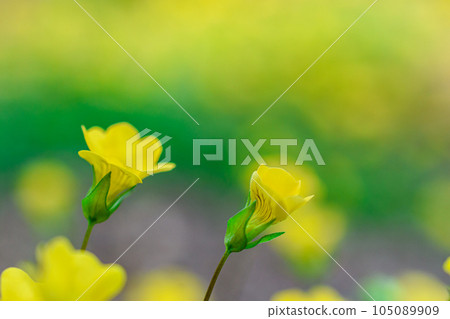 mecadonia flower mecadonia flower 105089909