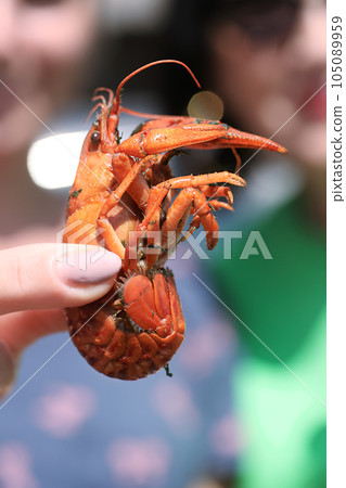 A woman holds a boiled crayfish in her hand. Close-up. 105089959