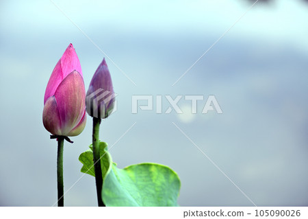 睡蓮花關閉 睡蓮花關閉 105090026