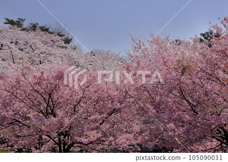 Naegashima-cho, Maebashi City, Gunma Prefecture, Miyagi Senbonzakura Forest, famous for its thousands of cherry blossoms on the south side of Akagi, British Arcolade in the World Cherry Blossom Zone, etc. 105090031