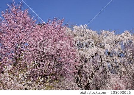 Naegashima-cho, Maebashi City, Gunma Prefecture, Miyagi Senbonzakura Forest, famous for its thousands of cherry blossoms on the south side of Akagi, various cherry blossoms in Japan's cherry blossom zone 105090036