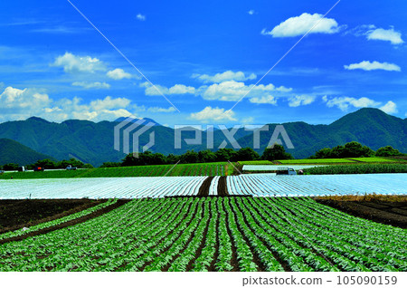 Shoot the scenery of the lettuce field in the midsummer with the clear blue sky in the background Shoot the scenery of the lettuce field in the midsummer with the clear blue sky in the background 105090159