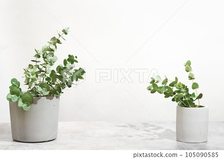 biophylic design template with copy space. eucalyptus branches in vases on table, copy space for your design. scene template for product presentation biophylic design template with copy space. eucalyptus branches in vases on table, copy space for your design. scene template for product presentation 105090585
