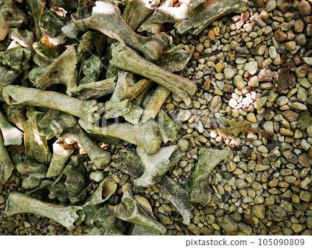 old animal and human bones old animal and human bones 105090809