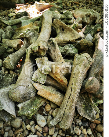 old animal and human bones 105090810