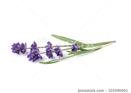Lavender flower isolated on white background. Bouquet of lavender flowers with leaves. Alternative medicine herbs. 105090991