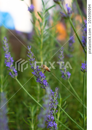 蜜蜂在薰衣草田裡吸食花蜜 105090994