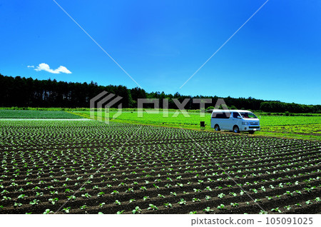 Van life/Landscape of lettuce fields in midsummer against a clear blue sky Van life/Landscape of lettuce fields in midsummer against a clear blue sky 105091025