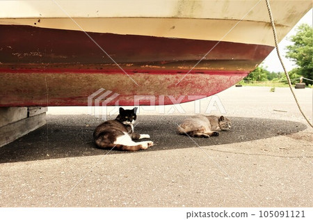 Wild cat in the fishing port Wild cat in the fishing port 105091121
