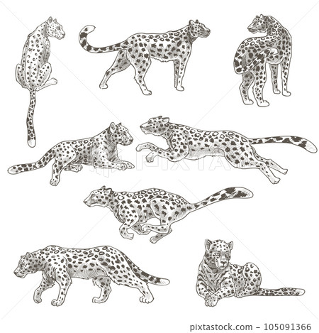 Leopard animal still and in motion, feline cat 105091366