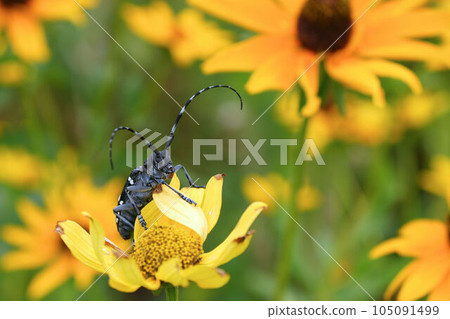 Gomadarakamikiri Gomadarakamikiri 105091499