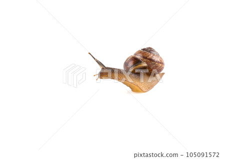 Garden snail ,isolated on white 105091572