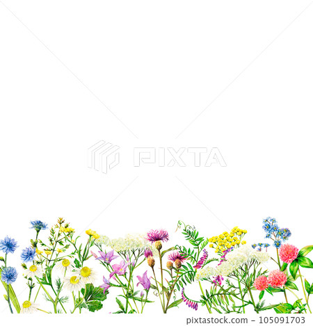 Realistic border from meadow wildflowers - field bell, clover, yarrow, camomile, forget-me-not, cornflower, mouse pees and tansy hand-drawn. Watercolor floral natural illustration on white background 105091703