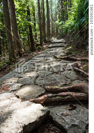 Kumano Kodo promenade 105091861