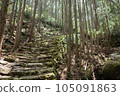 Kumano Kodo promenade 105091863