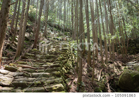 Kumano Kodo promenade 105091863