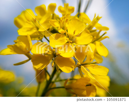 Beautiful rapeseed meadow with yellow flowers Beautiful rapeseed meadow with yellow flowers 105091871