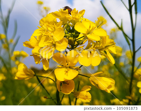 Beautiful yellow flower with nature background 105091873