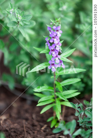 Flowers of a Angelonia biflora Benth Flowers of a Angelonia biflora Benth 105091930