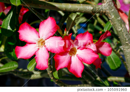 Red Azalea flowers 105091960