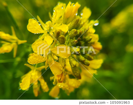 Macro detail on yellow mustard flower Macro detail on yellow mustard flower 105091963