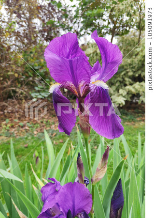 Purple Bearded Iris flower 105091973