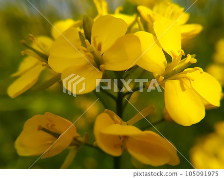 Macro shot of a sweet mustard flower 105091975