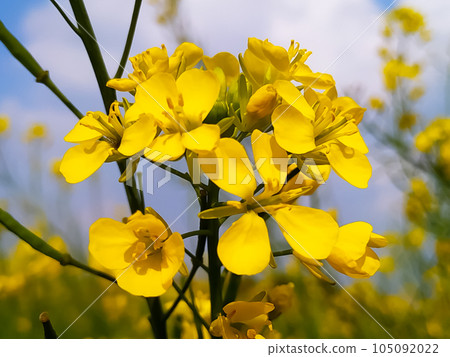 mustard flowers field in India 105092022