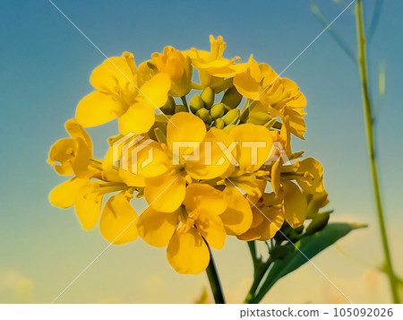 Mustard flowers in field in early spring Mustard flowers in field in early spring 105092026