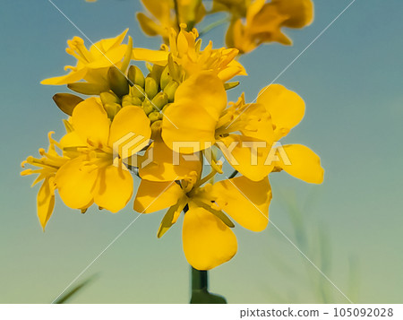 Mustard seed flowers blooming in the field 105092028