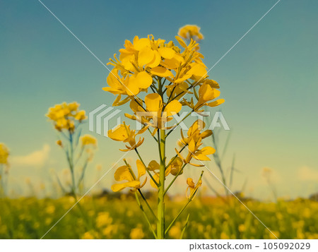 Rapeseed flowers blooming in the field during spring Rapeseed flowers blooming in the field during spring 105092029