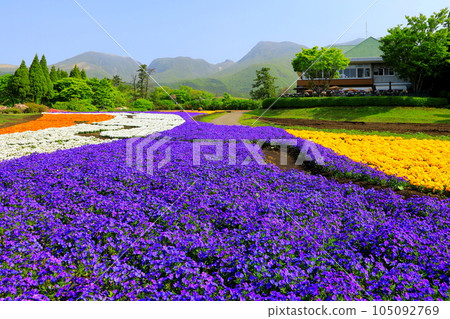 Kuju mountain range and pansy fields (Kusumi Town, Oita Prefecture) 105092769