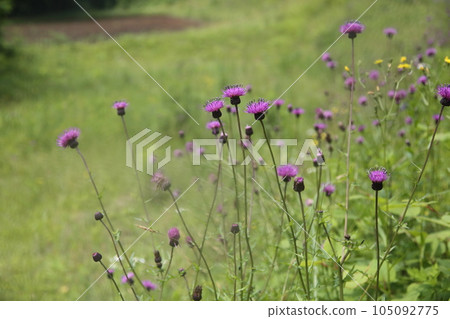 野薊野草 野薊野草 105092775