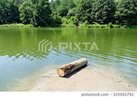 tree on the sandy shore of the lake 105092792