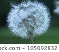 Dandelion fluff on a journey 105092832
