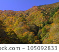 Autumn leaves shining in the blue sky background 105092833