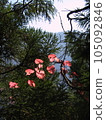 Red leaves 105092846