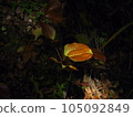 bright yellow leaves 105092849